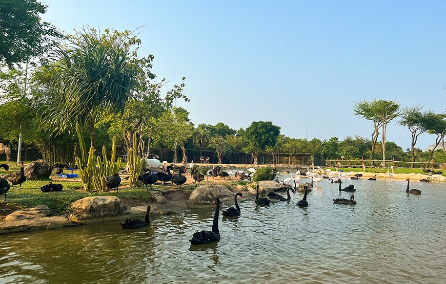 River Safari With Candle-lit Beach Dinner From Hoi An