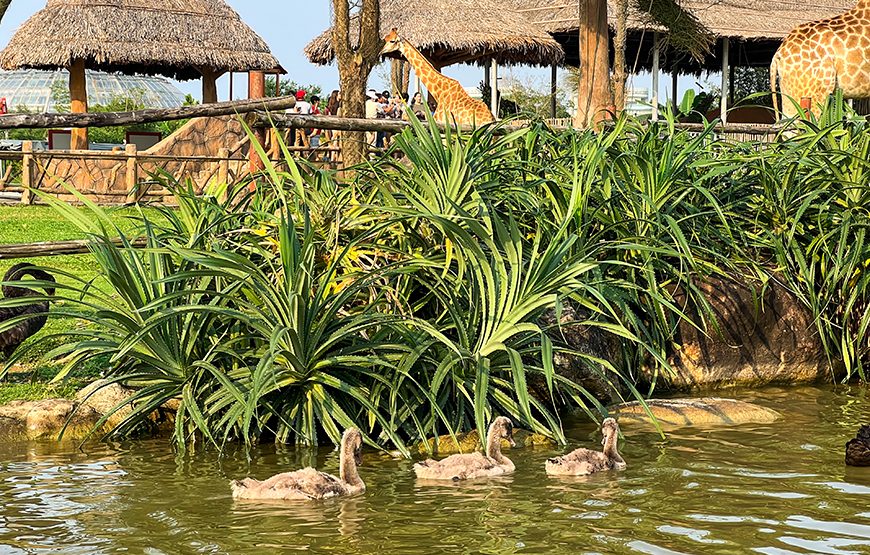 River Safari With Candle-lit Beach Dinner From Hoi An