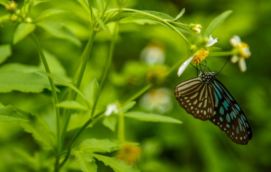 Private tour: Full-day Cuc Phuong National Park Eco-adventure