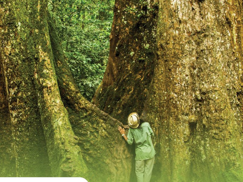 Private tour: Full-day Cuc Phuong National Park Eco-adventure